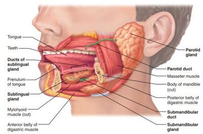Salivary glands