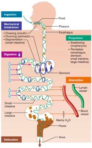 Digestive processes diagram