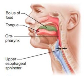 Swallowing phases