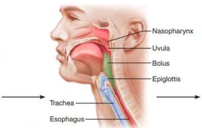 Swallowing mechanism