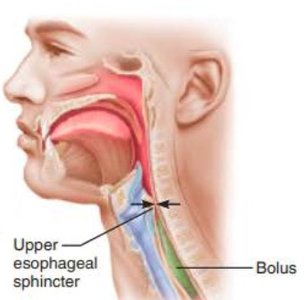 Esophageal phase