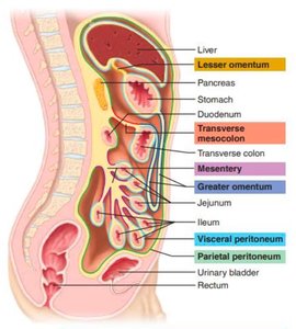 Peritoneum and mesenteries