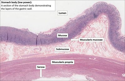 Histology of stomach wall