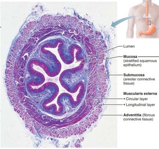 Histology of esophagus wall