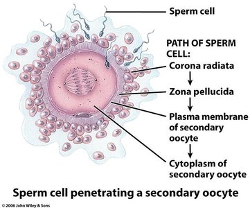 Sperm cell penetrating a secondary oocyte