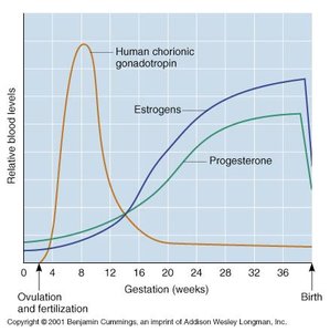 Hormone levels during pregnancy: hCG, estrogen, progesterone
