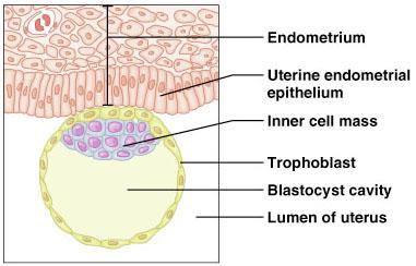 Blastocyst implantation in the endometrium