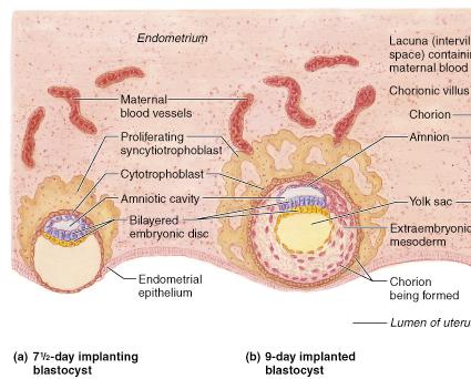 Implantation and chorion formation