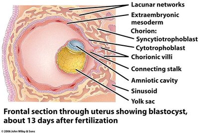 Chorionic villi development at 13 days