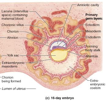 Chorion, allantois, and amnion membranes