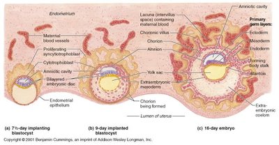 Placenta and chorionic villi