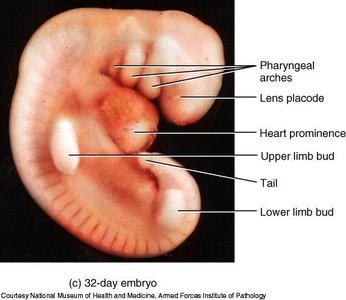 32-day embryo