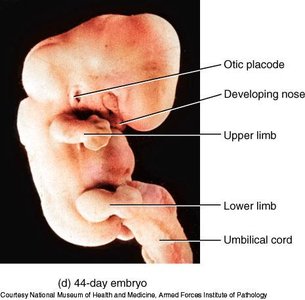 44-day embryo