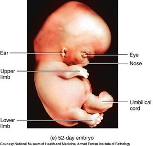 52-day embryo