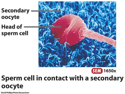 Sperm cell in contact with a secondary oocyte
