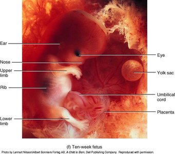 Ten-week fetus