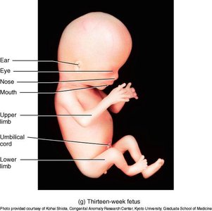 Thirteen-week fetus