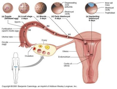 Stages of early embryonic development and movement through the uterine tube