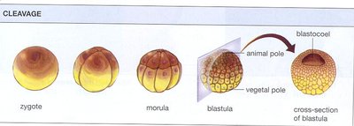 Cleavage: zygote to morula to blastula