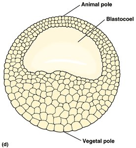 Blastula cross-section showing animal and vegetal poles and blastocoel