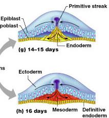 Gastrulation and formation of germ layers