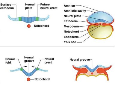 Neurulation: formation of neural plate, groove, and tube