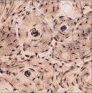 Anatomy & Physiology Skeletal System Study Guide | Notes