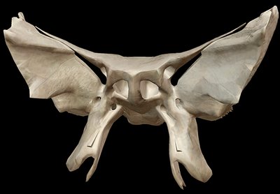 Anatomy & Physiology Skeletal System Study Guide | Notes