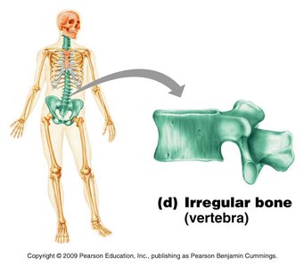 Anatomy & Physiology Skeletal System Study Guide | Notes
