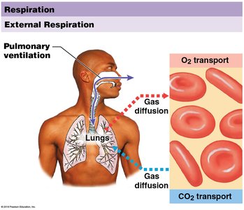 Diagram of external respiration showing pulmonary ventilation and gas diffusion