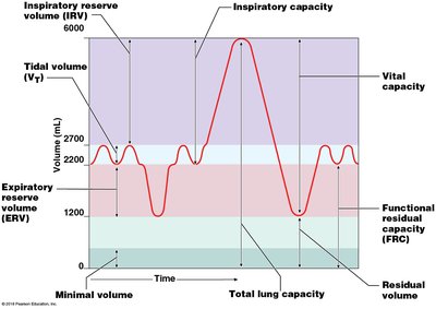 Graph of respiratory volumes and capacities