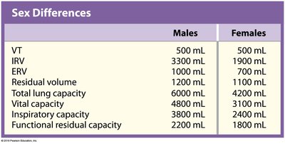 Table of sex differences in respiratory volumes and capacities