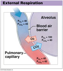External respiration: gas exchange at the alveolus