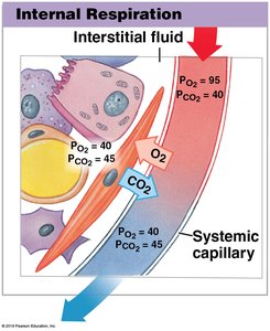 Internal respiration: gas exchange at the tissues