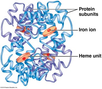 Hemoglobin structure with heme units and iron ions