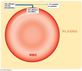 CO2 diffusion into RBCs and plasma