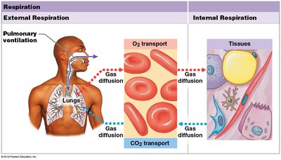Diagram comparing external and internal respiration