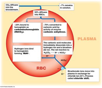 Chloride shift and bicarbonate transport