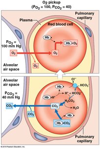 O2 pickup and CO2 release at the alveolus