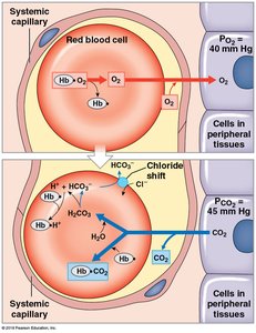 O2 release and CO2 pickup at the tissues