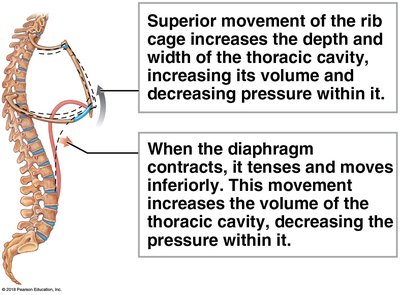Thoracic cavity volume changes during breathing
