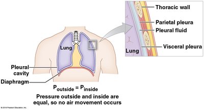 Pleural cavity and pressure equilibrium