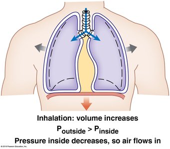 Inhalation: volume increases, pressure decreases