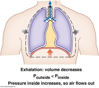 Exhalation: volume decreases, pressure increases