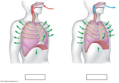 Muscle actions during inspiration and expiration