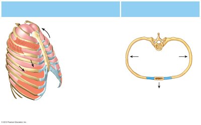 Rib cage movement during inspiration