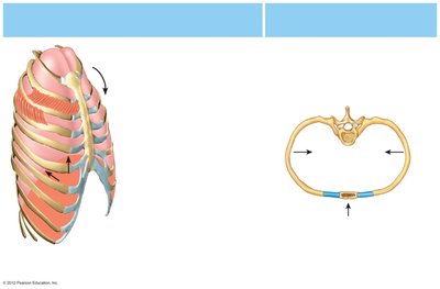 Rib cage movement during expiration