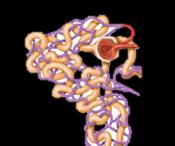 Diagram of nephron showing tubular structure
