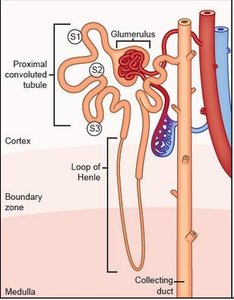 Diagram of nephron loop showing countercurrent mechanism