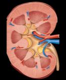 Anatomy of the kidney showing cortex, medulla, and renal pelvis